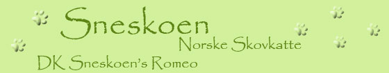 Galleri for DK Sneskoen's Romeo