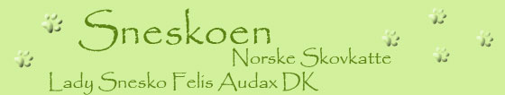 Galleri for Lady Snesko Felis Audax DK