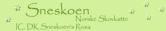 Galleri for DK Sneskoen's Rosa