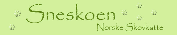 Velkommen til Snesko Norske Skovkat