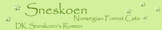 Gallery for DK Sneskoen's Romeo