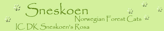 Gallery for DK Sneskoen's Rosa